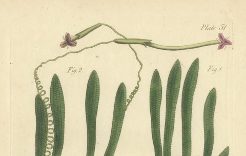 Old Botanical Engraving of Vallisneria (Tape Grass), 1803 Aquatic Plant Print, close-up 3