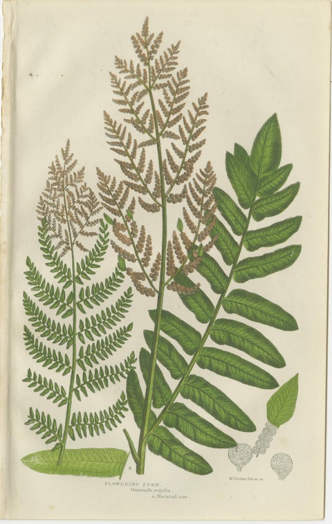 Interrupted Club Moss, Marsh Club Moss and Alpine Club Moss, Botanicals of 1873, view 3