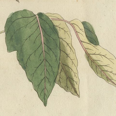 Poison Ivy and Poison Sumac, Antique Bertuch Print, circa 1805, close-up 5