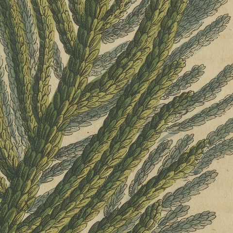 Norfolk Island Pine Branch and Cone, Antique Bertuch Print, circa 1815, close-up 3