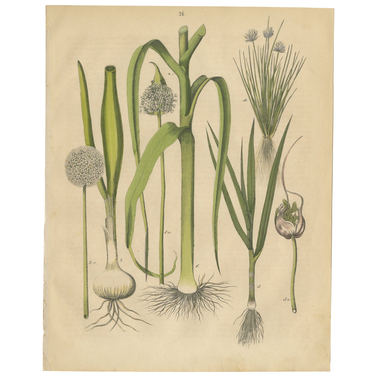 Antique Onion and Leek Botanical Print, Kitchen Garden Study, 1852