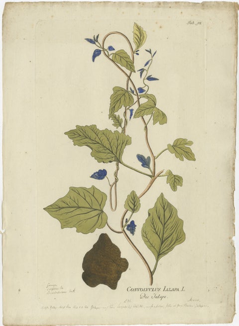 Convolvulus Jalapa Botanical Engraving, Icones Plantarum Medicinalium, 1788, view 2