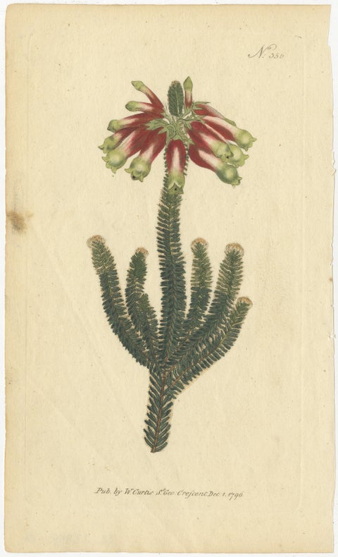 Old Purple Jacob's Ladder, Golden Monkeyflower and Red Kangaroo Paw Prints, 1797, view 4