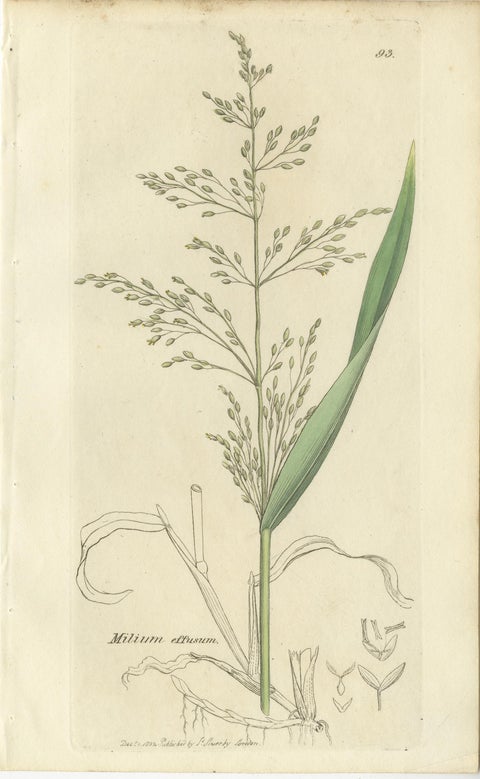 Antique Botanical Engravings of Meadow Foxtail, Polypogon & Agrostis, c.1830, view 6