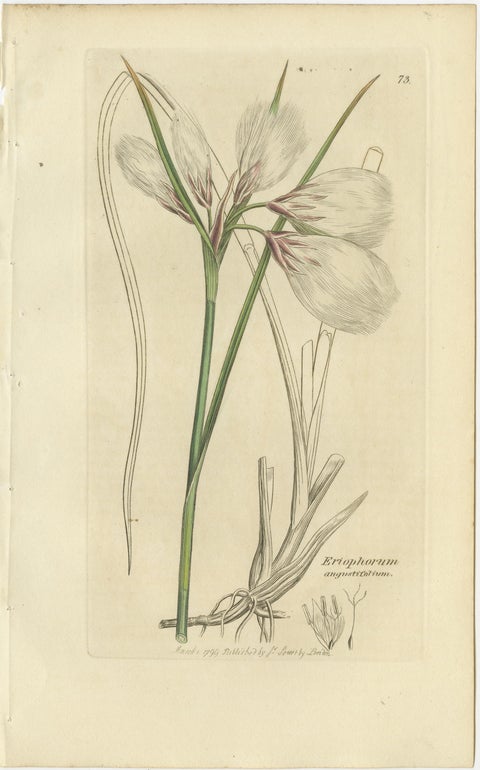 Set of 8 Antique Botanical Engravings of Cottongrass and Coastal Grasses, c.1830, view 2