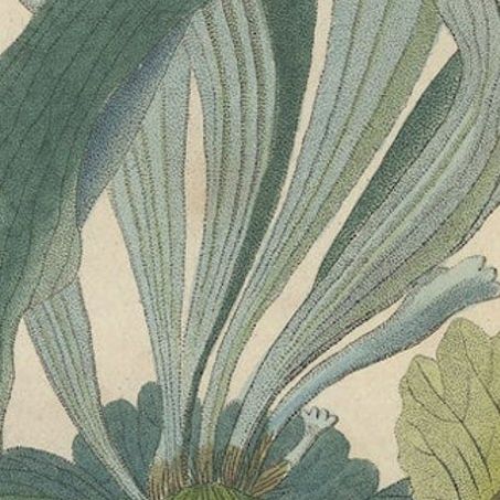 The Golden Leather Fern, An Antique Masterpiece of Botanical Illustration, 1845, close-up 5