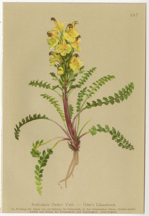 Antique Pedicularis Botanical Chromolithographs, Set of 3, Germany 1897, view 7