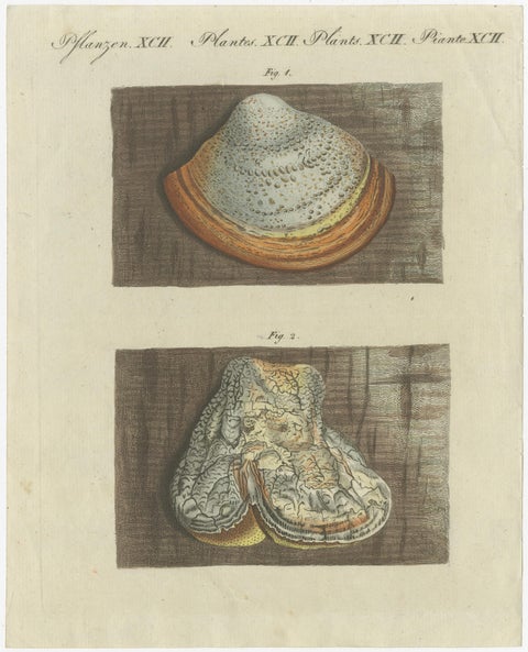 Antique Engraving of Phellinus Igniarius & Laricifomes Officinalis Fungi, 1795, view 2