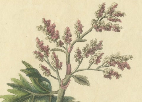 Old Botanical Quartet: Portraits of Flax, Tobacco, Saffron, and Patience, 1823, close-up 1