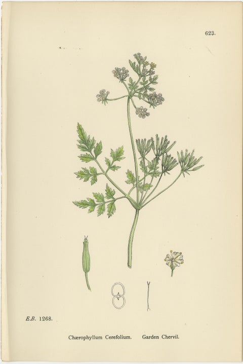 Elegant British Chervil Quartet, Hand-Colored Botanical Prints, England 1902, view 3