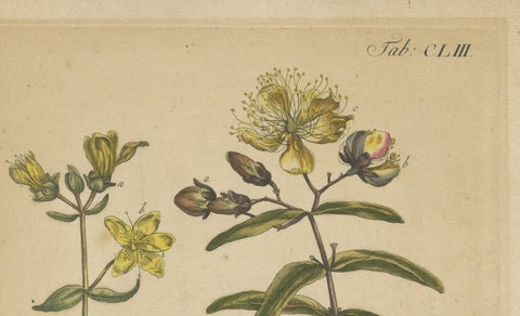 Exquisite 1755 St. John's Wort Botanical Engraving by Philip Miller, close-up 3