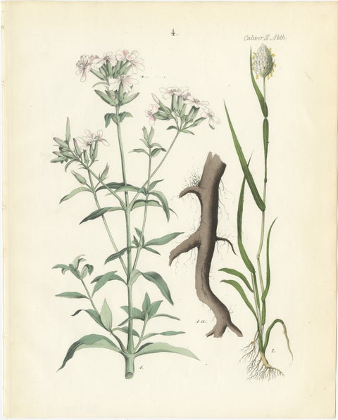 Hand-Colored Botanical Lithograph of Soapwort & Yellow Asphodel, 1854, view 2