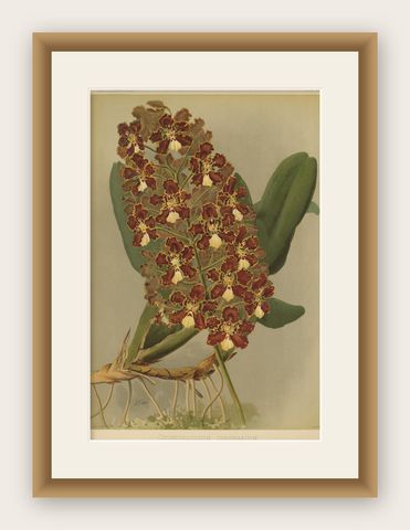 Red and Gold Orchid Print, Odontoglossum Coronarium, Reichenbachia c.1888, shown framed