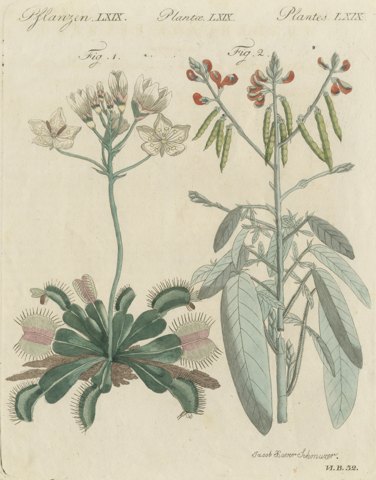 Venus Flytrap Carnivorous Plant, Antique Bertuch Print, circa 1805