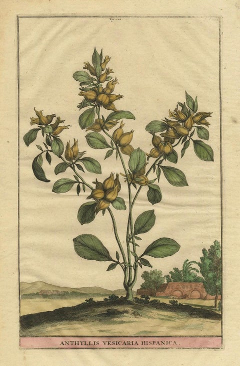 Botanical Illustration of Spanish Kidney Vetch, from Munting’s 1696 Herbal, close-up 5