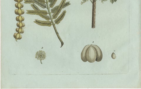 Original Antique Botanical Print of Manna Ash and Sarsaparilla by Bertuch, 1805, close-up 2