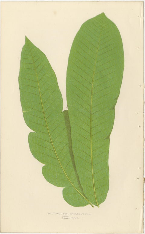 Set of 10 Original Antique Fern Lithographs by Edward J. Lowe, 1856, view 4