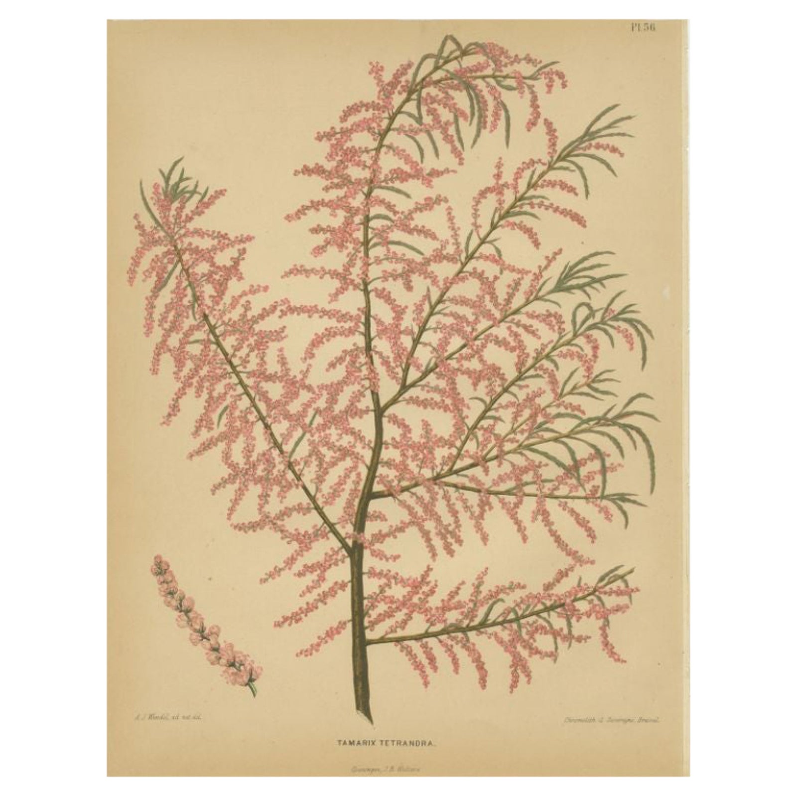 Beautiful Antique Print of the Tamarix Tetrandra by Severeyns, 1879