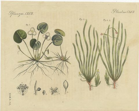 Frogbit and Spiral Tape Grass Water Plants, Antique Bertuch Print, circa 1818