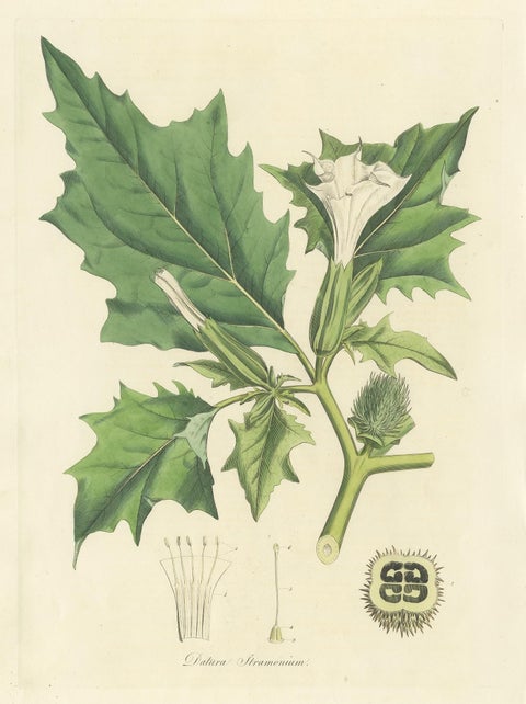 Antique Botany Print of Datura Stramonium by Curtis 'circa 1817', view 2