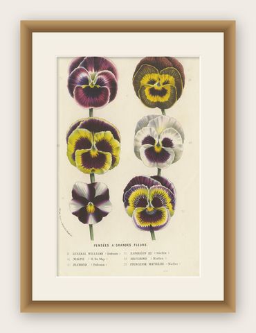Large-Flowered Pansies Botanical Illustration by Louis van Houtte, 19th Century, shown framed