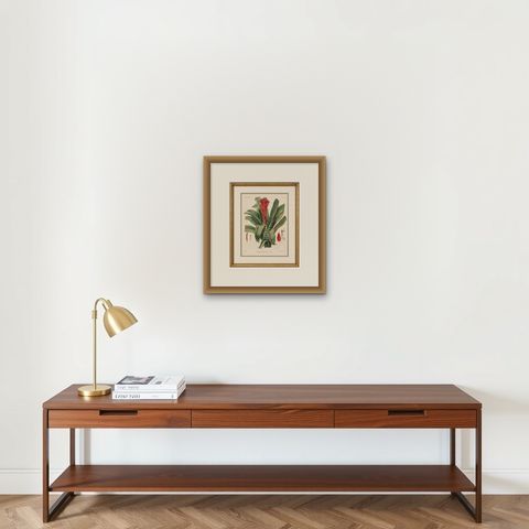 Antique Botanical Lithograph, Billbergia Thyrsoidea, de Vriese, 1856, shown framed on a wall, true to size