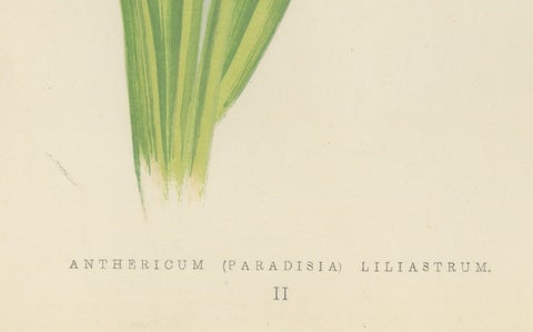Paradise Lily (Anthericum liliastrum), Hand-Coloured Botanical Print, 1874, close-up 3