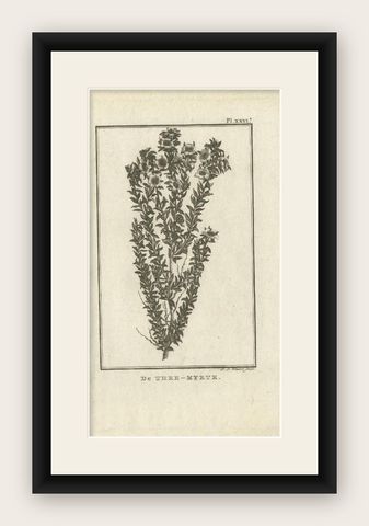 Antique Print of the Myrtus or Myrtle Plant by Cook, 1803, shown framed