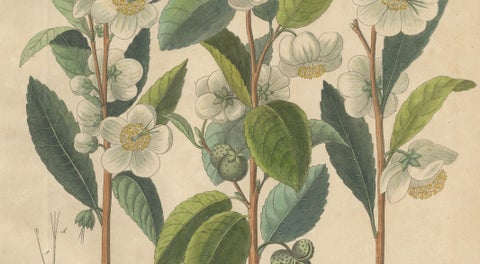 Antique Botanical Print of Thea Chinensis, Hand Colored, c.1831, close-up 2