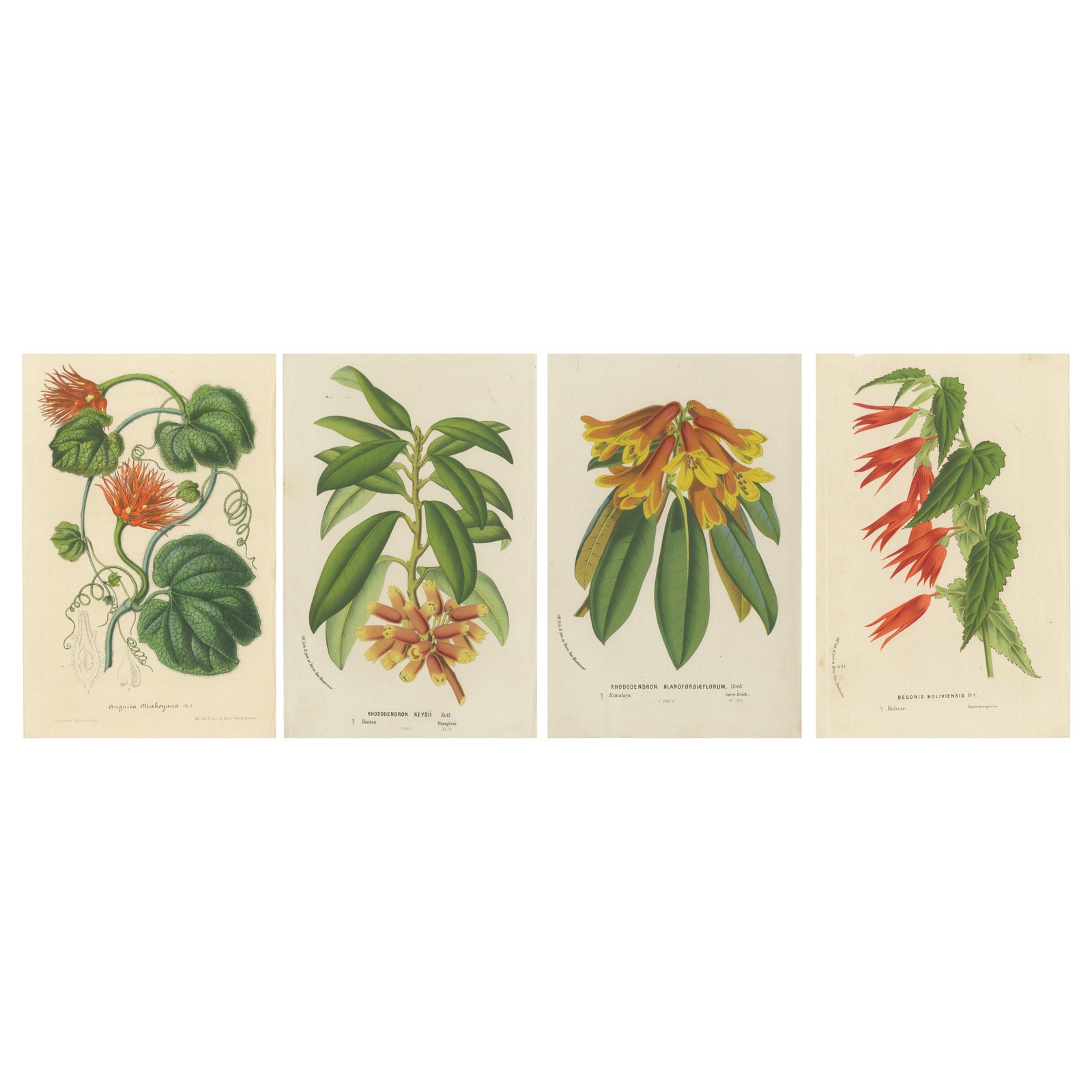 Lush and Vibrant: A Collection of Exotic Botanical Illustrations, circa 1875