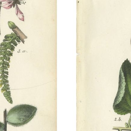 Antique Nut & Tree Botanical Chromolithographs, Walnut & Chestnut, Calwer 1854, close-up 2