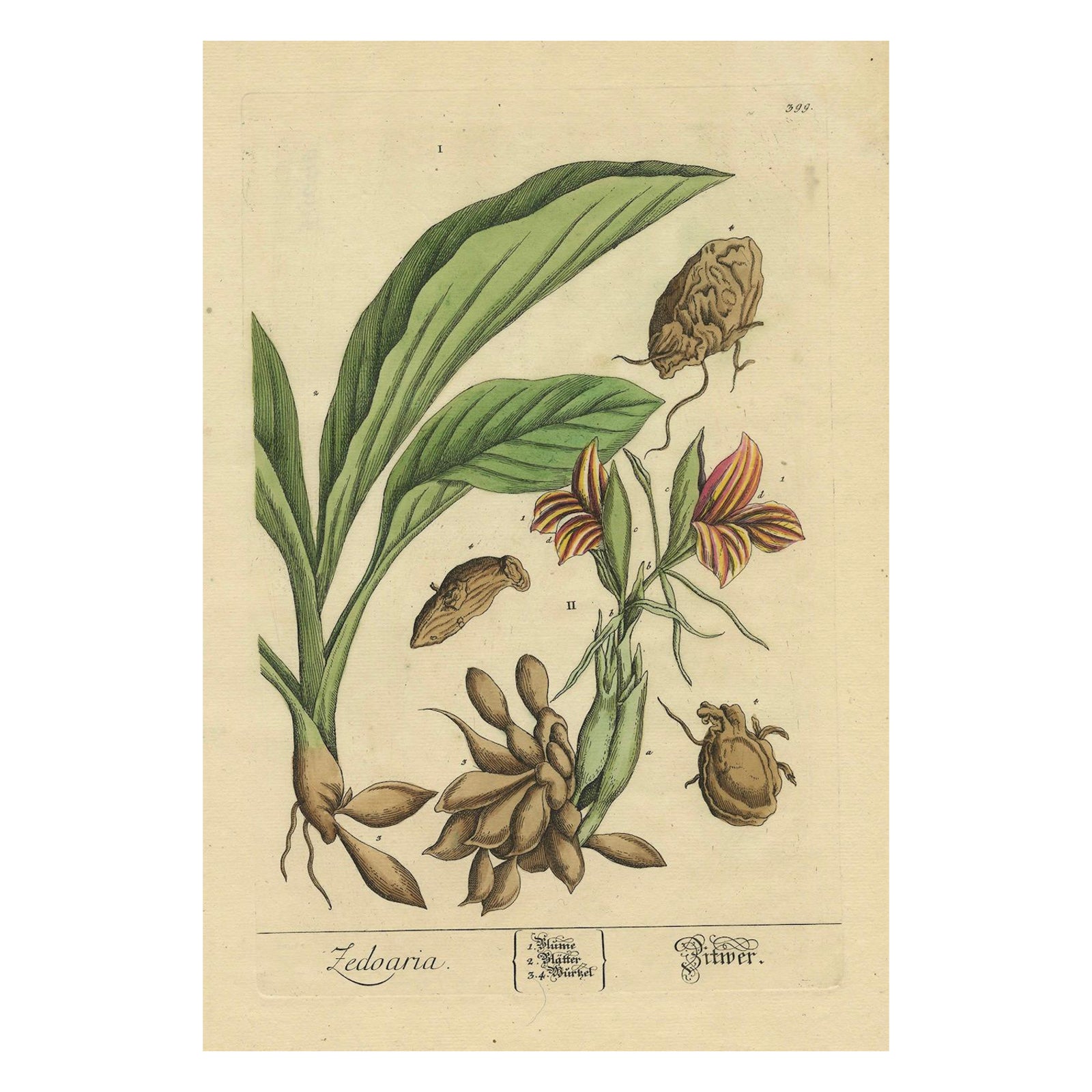 Botanical Illustration of White Turmeric (Curcuma zedoaria) by Blackwell, 1696
