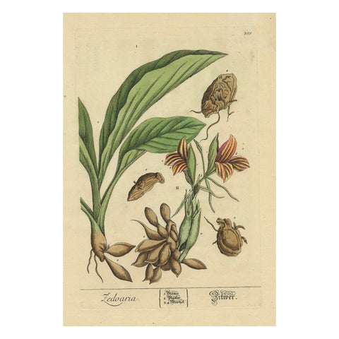 Botanical Illustration of White Turmeric (Curcuma zedoaria) by Blackwell, 1696