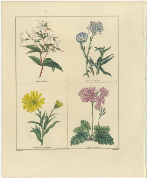 Pair of Hand-Colored Botanical Engravings of Decorative Garden Flowers, 1828, view 2