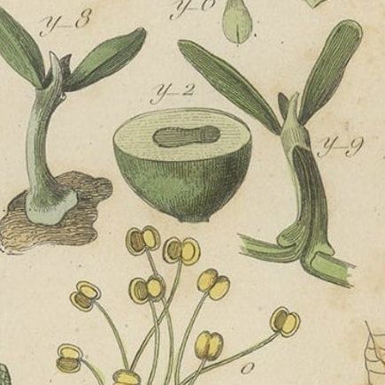 Decorative Antique Print of Various Flowers, Seeds, Leaves and More, 1854, close-up 2