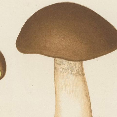 Antique Mycology Print of Boletus Edulis by E.M. Fries, circa 1860, close-up 1