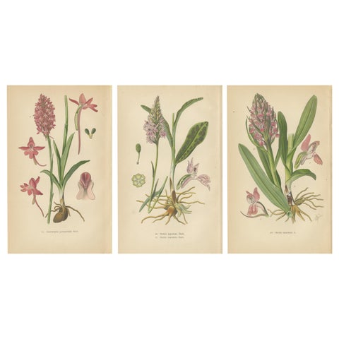 Orchids of Germany and Adjacent Regions: A Visual Archive, 1904