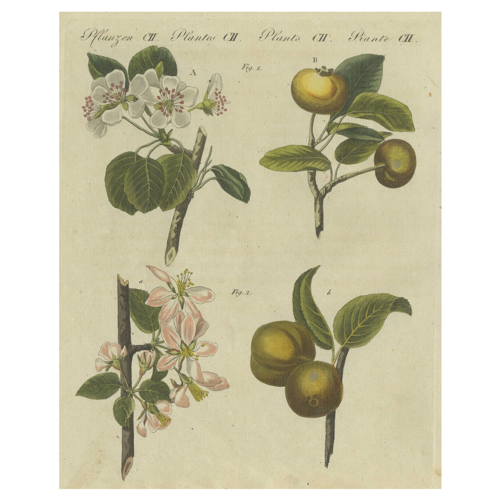 Blossoms and Fruits: Apple and Pear Trees Illustrated in an 1805 Engraving
