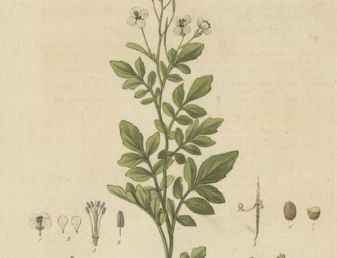 Detailed Engraved Botanical Study of Cardamine Amara or Bittercress, 1822, close-up 4