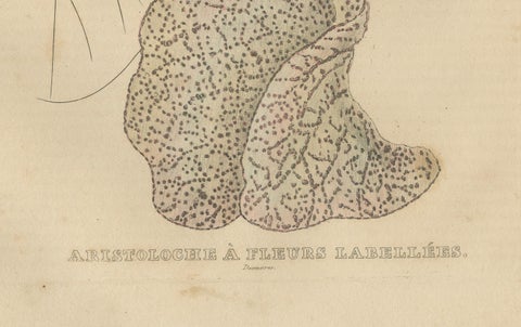 Antique Botanical Print of Aristolochia à Fleurs Labellées, 19th Century, close-up 1