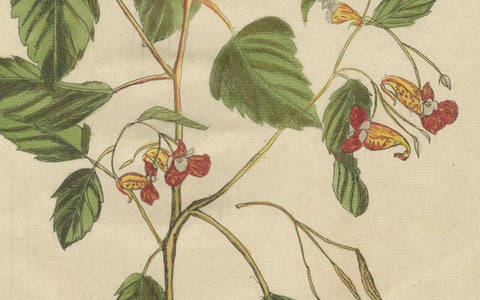 Exotic Wildflower with Butterflies, Rare Botanical Engraving by Meerburgh, 1775, close-up 3