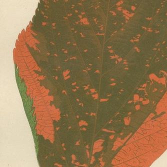 Botanical Elegance: A Trio of Antique Foliar Portraits, Published in 1880, close-up 1
