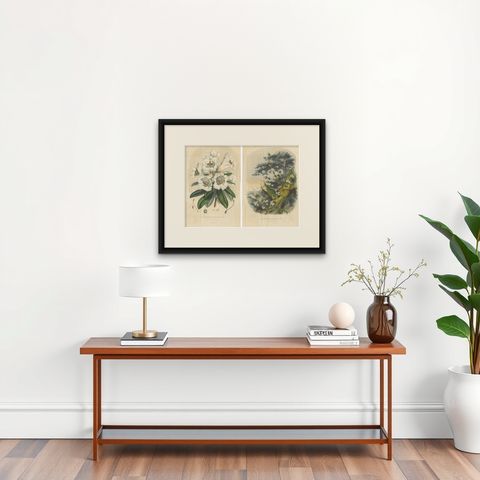 Set of 2 Antique Botany Prints, Rhododendron Dalhousiae, by Van Houtte '1849', shown framed on a wall, true to size