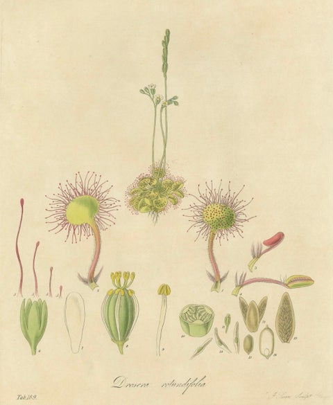 The Delicate Predator: Botanical Illustrations of Drosera, 1777, close-up 1