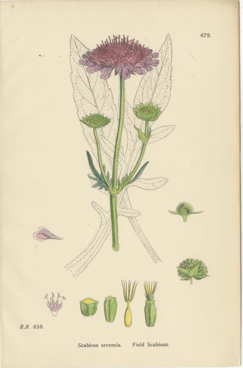 Set of 8 English Botanical Prints 1902, Teasel & Scabious, Sowerby, view 9