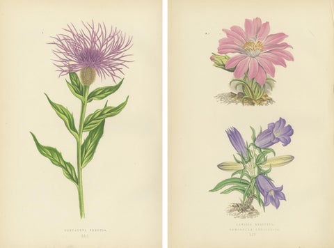 Antique Botanical Wall Art Pair, Purple Knapweed & Bitterroot, London 1874, view 4