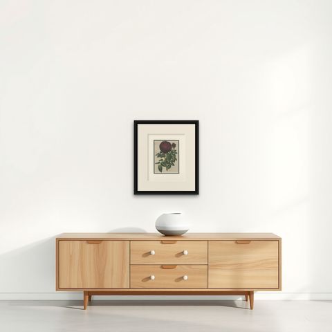 Antique Botany Print of a Rose by Van Houtte 'c.1880', shown framed on a wall, true to size