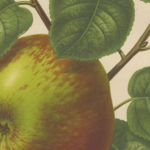 Antique Print of a Cellini Apple by G. Severeyns, 1876, close-up 2