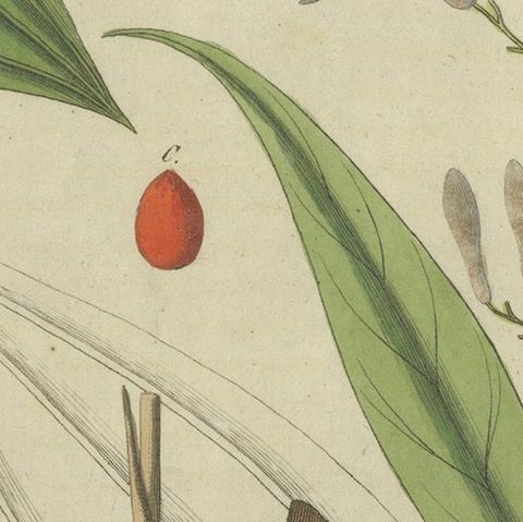 Exquisite Hand-Colored Botanical Engraving with Medicinal Plants, 1805, close-up 4