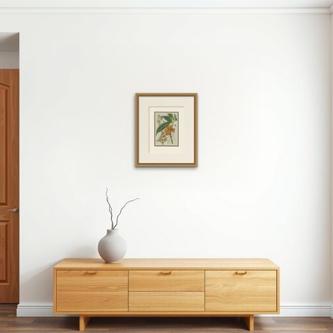 Antique Botany Print of the Aucuba Himalaica by Stroobant, 1859, shown framed on a wall, true to size